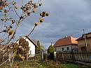 Třibřichy